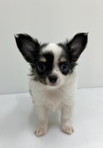 和歌山県のチワワ(ロング) (ペットアミ 紀の川店/2025年6月16日生まれ/男の子/ブラックホワイト)の子犬の1枚目の画像