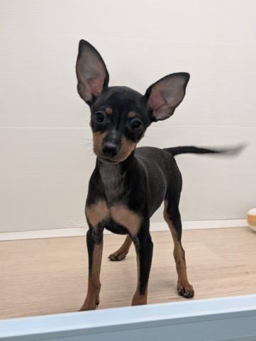 石川県のミニチュアピンシャー (ペットアミ 津幡店/2025年8月16日生まれ/女の子/ブラックタン)の子犬