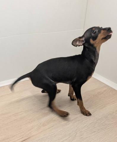 石川県のミニチュアピンシャー (ペットアミ 津幡店/2025年8月16日生まれ/女の子/ブラックタン)の子犬の3枚目の画像