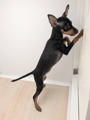 石川県のミニチュアピンシャー (ペットアミ 津幡店/2025年8月16日生まれ/女の子/ブラックタン)の子犬の4枚目の画像