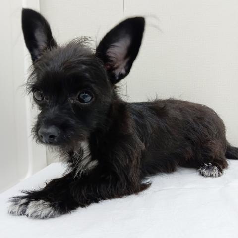 富山県のチワプー/プーチー(チワワ×プードル) (ペットアミ宮野店/2025年4月18日生まれ/女の子/ブラックタンホワイト)の子犬の1枚目の画像