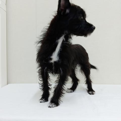 富山県のチワプー/プーチー(チワワ×プードル) (ペットアミ宮野店/2025年4月18日生まれ/女の子/ブラックタンホワイト)の子犬の2枚目の画像