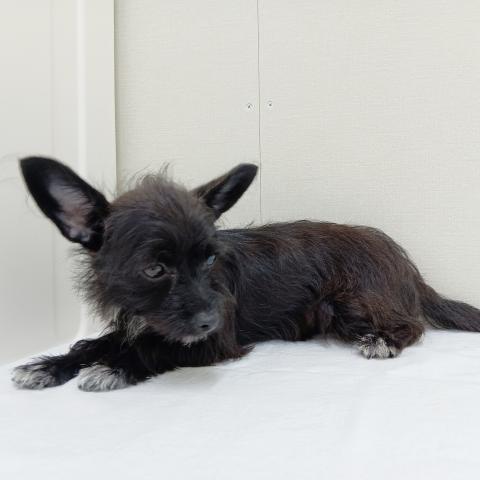 富山県のチワプー/プーチー(チワワ×プードル) (ペットアミ宮野店/2025年4月18日生まれ/女の子/ブラックタンホワイト)の子犬の3枚目の画像