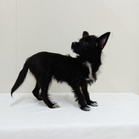 富山県のチワプー/プーチー(チワワ×プードル) (ペットアミ宮野店/2025年4月18日生まれ/女の子/ブラックタンホワイト)の子犬の4枚目の画像