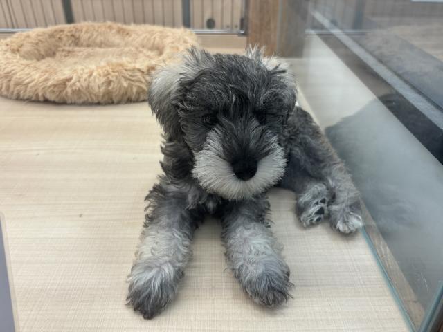 埼玉県のミニチュアシュナウザー (ペッツワン 草加松原団地店/2025年8月10日生まれ/男の子/ソルトペッパー)の子犬