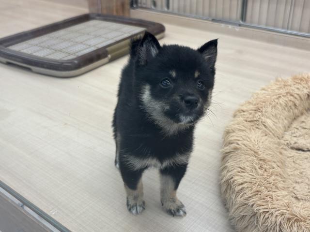 埼玉県の豆柴 (ペッツワン 草加松原団地店/2025年8月9日生まれ/男の子/黒)の子犬