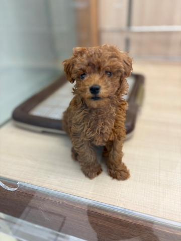 埼玉県のトイプードル(トイ) (ペッツワン 草加松原団地店/2025年8月1日生まれ/男の子/レッド)の子犬