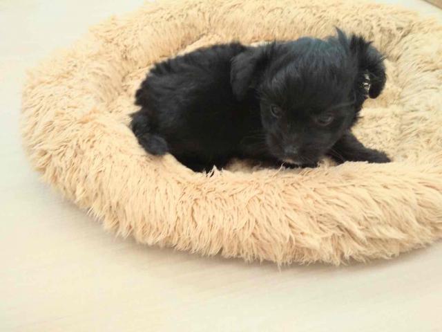 埼玉県のチワプー/プーチー(チワワ×プードル) (ペッツワン 草加松原団地店/2025年6月28日生まれ/男の子/ブラック)の子犬