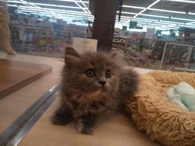埼玉県のスコティッシュフォールド (ペッツワン 草加松原団地店/2025年6月27日生まれ/女の子/ブルークリーム)の子猫