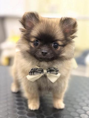 新潟県のポメチワ/チワポメ/ポメチー(ポメラニアン×チワワ) (ペットアミ 柏崎店/2025年8月21日生まれ/女の子/オレンジ)の子犬の2枚目の画像