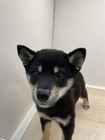 石川県の柴犬(標準サイズ) (ペットアミ 津幡店/2025年8月19日生まれ/女の子/黒)の子犬の1枚目の画像