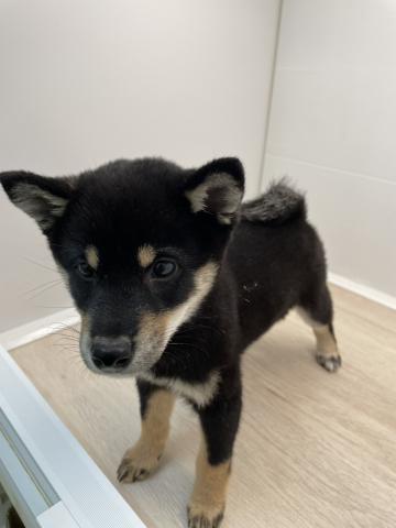 石川県の柴犬(標準サイズ) (ペットアミ 津幡店/2025年8月19日生まれ/女の子/黒)の子犬の3枚目の画像