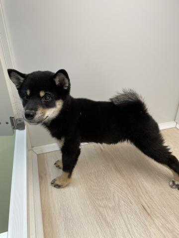 石川県の柴犬(標準サイズ) (ペットアミ 津幡店/2025年8月19日生まれ/女の子/黒)の子犬の4枚目の画像