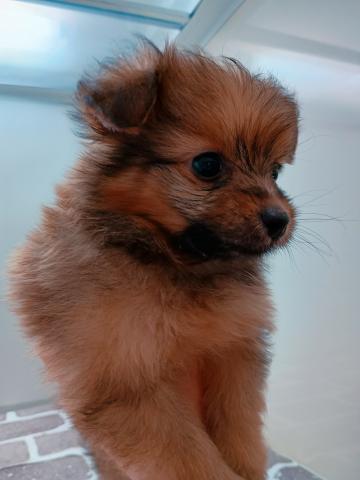 福島県のポメプー(ポメラニアン×プードル) (ペットアミ 安達店/2025年5月29日生まれ/男の子/オレンジ)の子犬の2枚目の画像