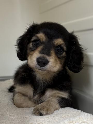 三重県のミニチュアダックスフンド(ロング) (ペットアミ 松阪店/2025年8月16日生まれ/男の子/ブラックタン)の子犬の2枚目の画像