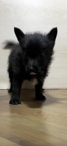 和歌山県のハーフ犬・ミックス犬 (ペットアミ 和歌山インター店/2025年9月12日生まれ/男の子/ブラック)の子犬