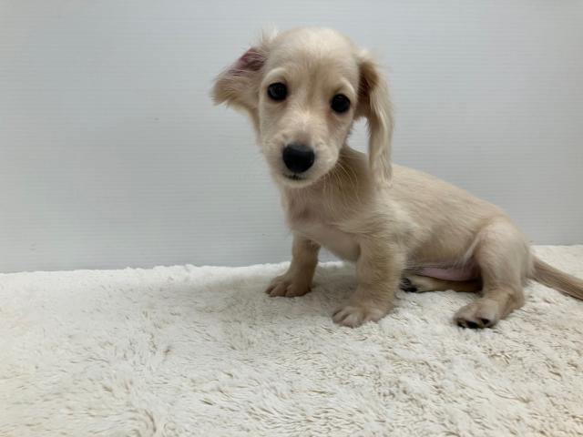 新潟県のミニチュアダックスフンド(ロング) (ペットアミ 新潟西店/2025年8月1日生まれ/男の子/イエロー)の子犬の2枚目の画像