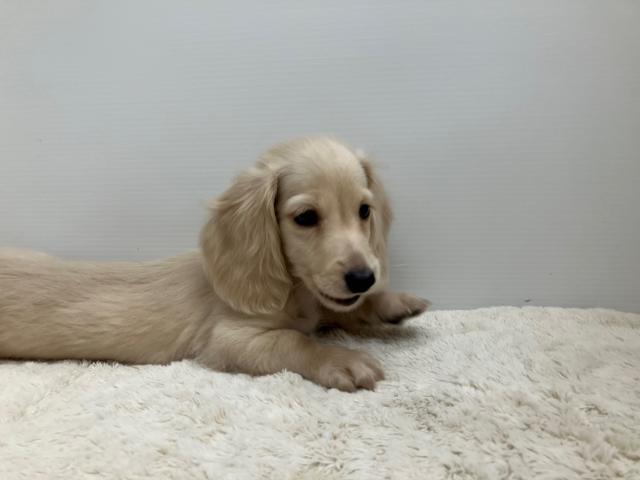 新潟県のミニチュアダックスフンド(ロング) (ペットアミ 新潟西店/2025年8月1日生まれ/男の子/イエロー)の子犬の3枚目の画像