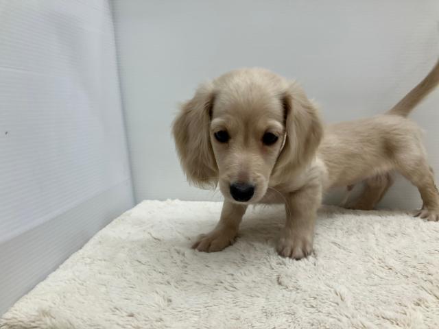 新潟県のミニチュアダックスフンド(ロング) (ペットアミ 新潟西店/2025年8月1日生まれ/男の子/イエロー)の子犬の4枚目の画像