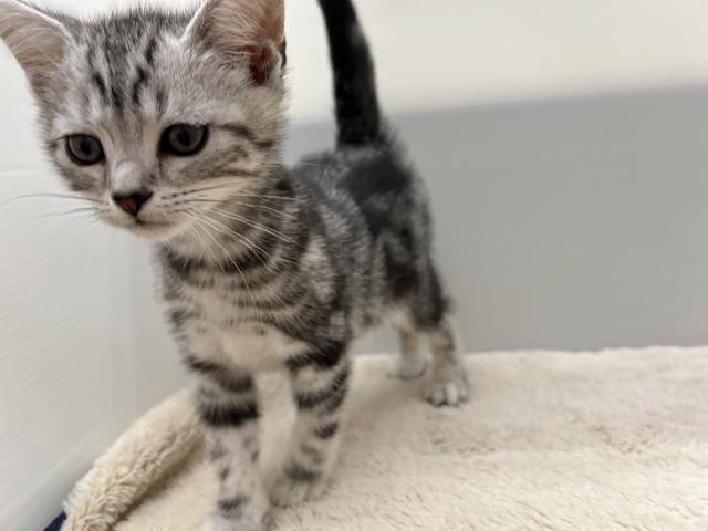 新潟県のアメリカンショートヘアー (ペットアミ 新潟西店/2025年8月10日生まれ/男の子/シルバータビー)の子猫の2枚目の画像