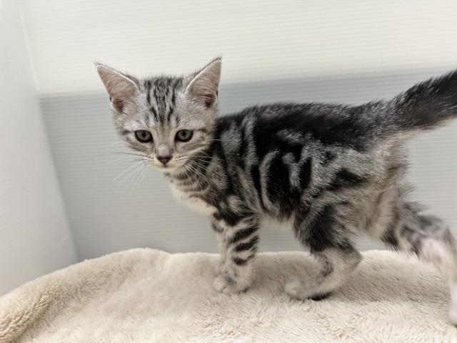 新潟県のアメリカンショートヘアー (ペットアミ 新潟西店/2025年8月10日生まれ/男の子/シルバータビー)の子猫の3枚目の画像