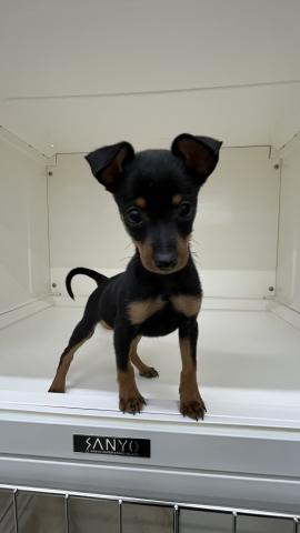 ミニチュアピンシャー