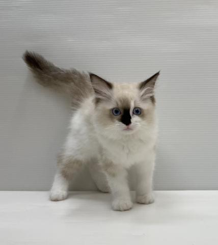 和歌山県のラグドール (ペットアミ 岩出店/2025年8月21日生まれ/女の子/シールポイントバイカラー)の子猫の2枚目の画像