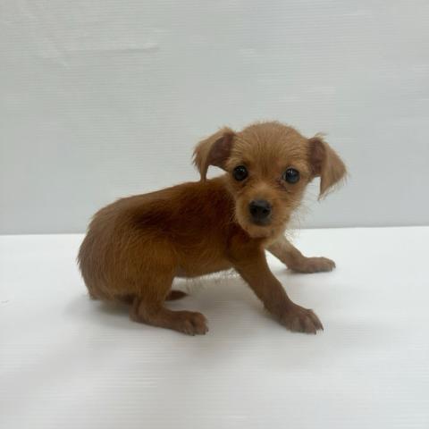 和歌山県のチワプー/プーチー(チワワ×プードル) (ペットアミ 岩出店/2025年7月25日生まれ/女の子/アプリコット)の子犬の4枚目の画像
