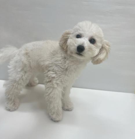 和歌山県のビションプー(ビションフリーゼ×プードル) (ペットアミ 岩出店/2025年6月13日生まれ/男の子/クリーム)の子犬の2枚目の画像