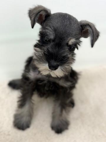 ミニチュアシュナウザー