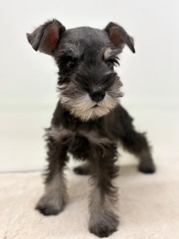 ミニチュアシュナウザー