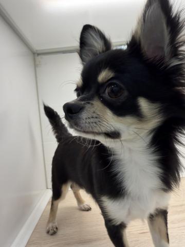 石川県のチワワ(ロング) (ペットアミ 津幡店/2025年3月22日生まれ/男の子/ブラックホワイト)の子犬の1枚目の画像