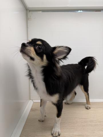 石川県のチワワ(ロング) (ペットアミ 津幡店/2025年3月22日生まれ/男の子/ブラックホワイト)の子犬の2枚目の画像