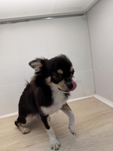 石川県のチワワ(ロング) (ペットアミ 津幡店/2025年3月22日生まれ/男の子/ブラックホワイト)の子犬の3枚目の画像