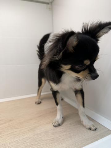 石川県のチワワ(ロング) (ペットアミ 津幡店/2025年3月22日生まれ/男の子/ブラックホワイト)の子犬の4枚目の画像