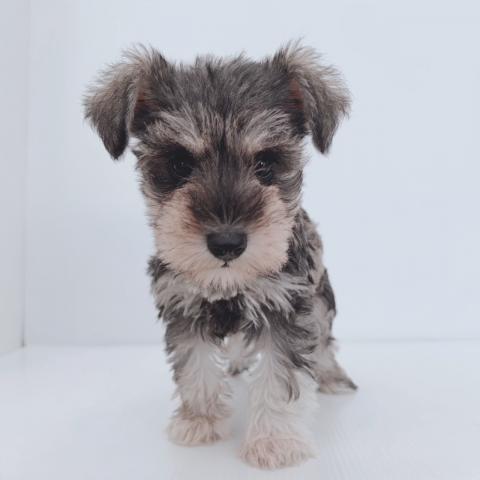 新潟県のミニチュアシュナウザー (ペットアミ 新津店/2025年7月27日生まれ/女の子/ソルトペッパー)の子犬の2枚目の画像