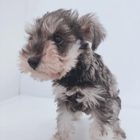 新潟県のミニチュアシュナウザー (ペットアミ 新津店/2025年7月27日生まれ/女の子/ソルトペッパー)の子犬の4枚目の画像