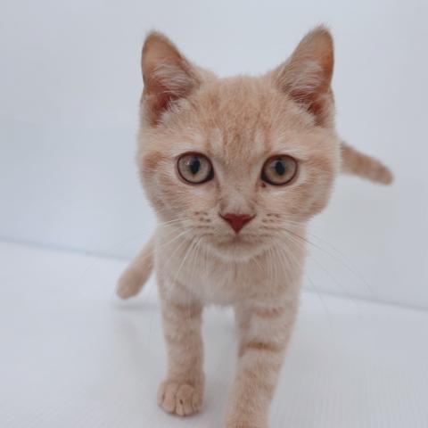 新潟県のブリティッシュショートヘアー (ペットアミ 新津店/2025年7月12日生まれ/男の子/クリームタビー)の子猫の1枚目の画像