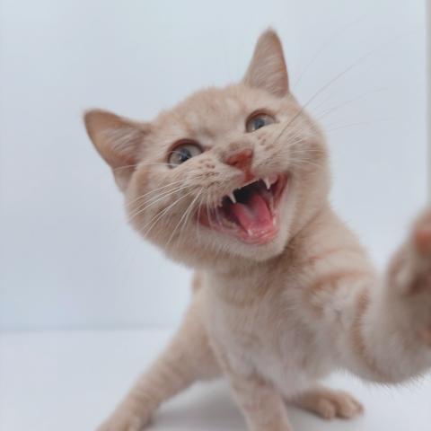 新潟県のブリティッシュショートヘアー (ペットアミ 新津店/2025年7月12日生まれ/男の子/クリームタビー)の子猫の4枚目の画像