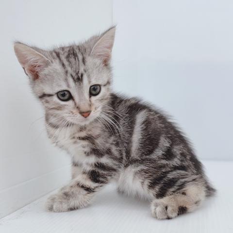 アメリカンショートヘアー