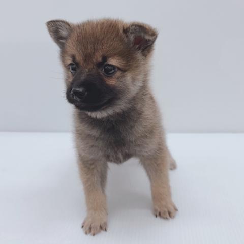 新潟県のハーフ犬・ミックス犬 (ペットアミ 新津店/2025年8月16日生まれ/女の子/セーブル)の子犬の3枚目の画像