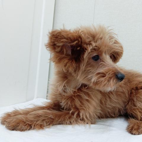 ポメラニアン✕トイプードル