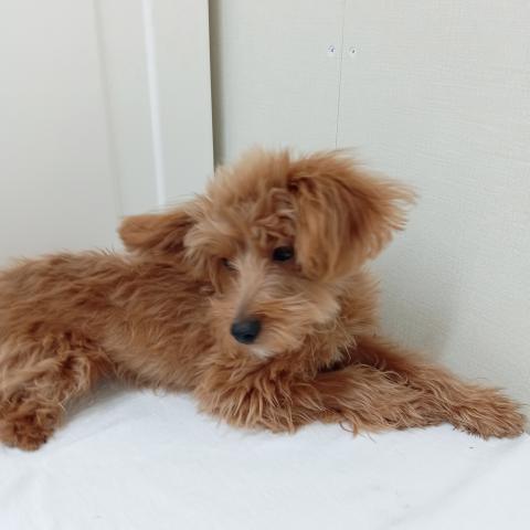 ポメラニアン✕トイプードル