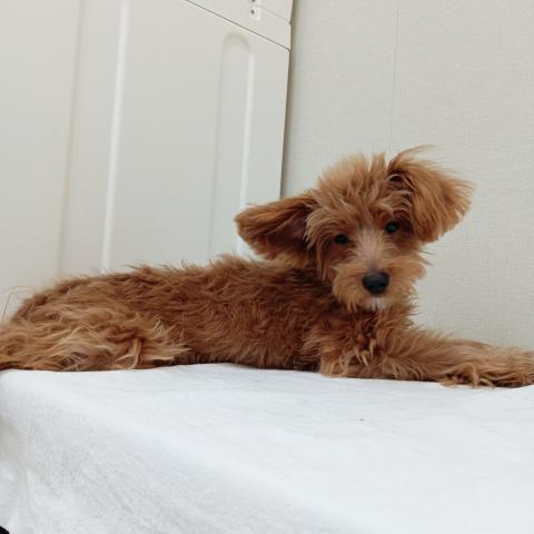 ポメラニアン✕トイプードル