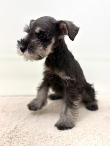 ミニチュアシュナウザー