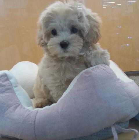新潟県のマルプー(マルチーズ×プードル) (ペットアミ 六日町店/2025年8月25日生まれ/女の子/クリームホワイト)の子犬の4枚目の画像