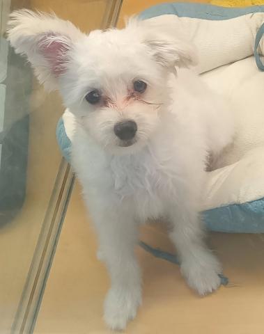 新潟県のポメプー(ポメラニアン×プードル) (ペットアミ 六日町店/2025年7月6日生まれ/男の子/クリーム)の子犬の1枚目の画像