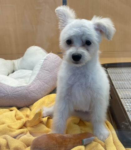 新潟県のポメプー(ポメラニアン×プードル) (ペットアミ 六日町店/2025年7月6日生まれ/男の子/クリーム)の子犬の2枚目の画像