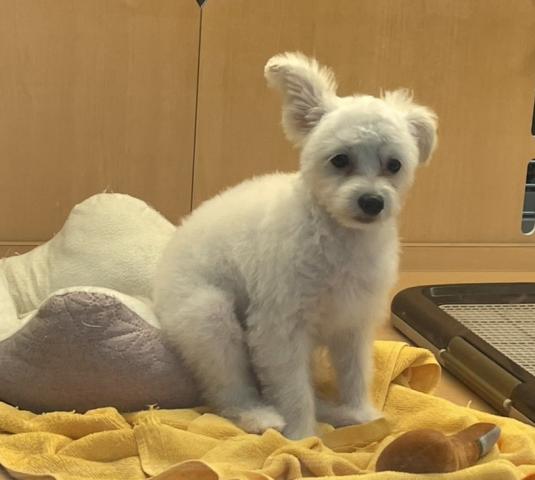 新潟県のポメプー(ポメラニアン×プードル) (ペットアミ 六日町店/2025年7月6日生まれ/男の子/クリーム)の子犬の3枚目の画像