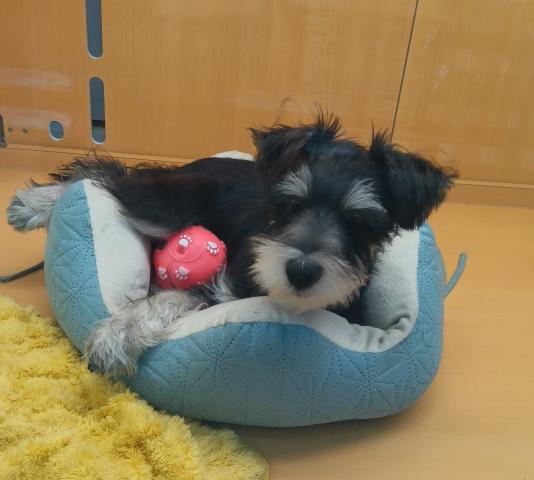 新潟県のミニチュアシュナウザー (ペットアミ 六日町店/2025年7月12日生まれ/男の子/ブラックシルバー)の子犬の1枚目の画像